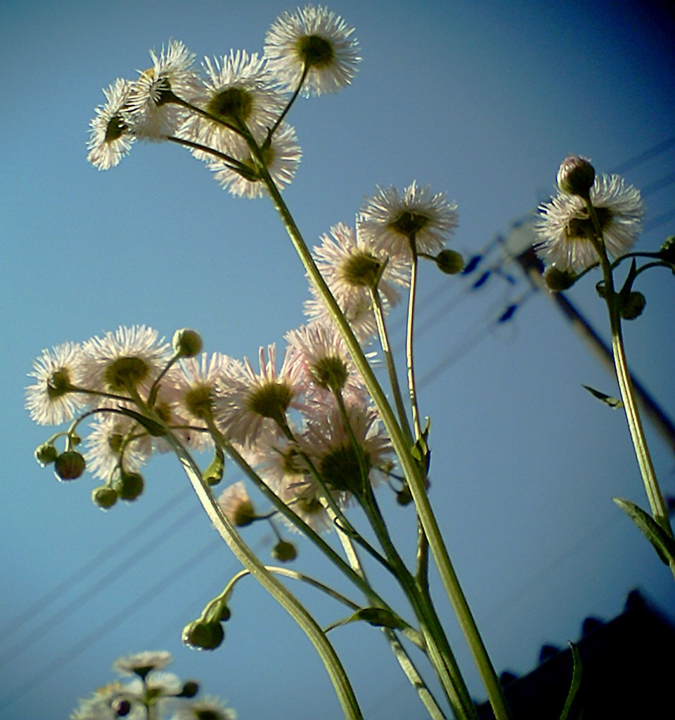 花びらと青空