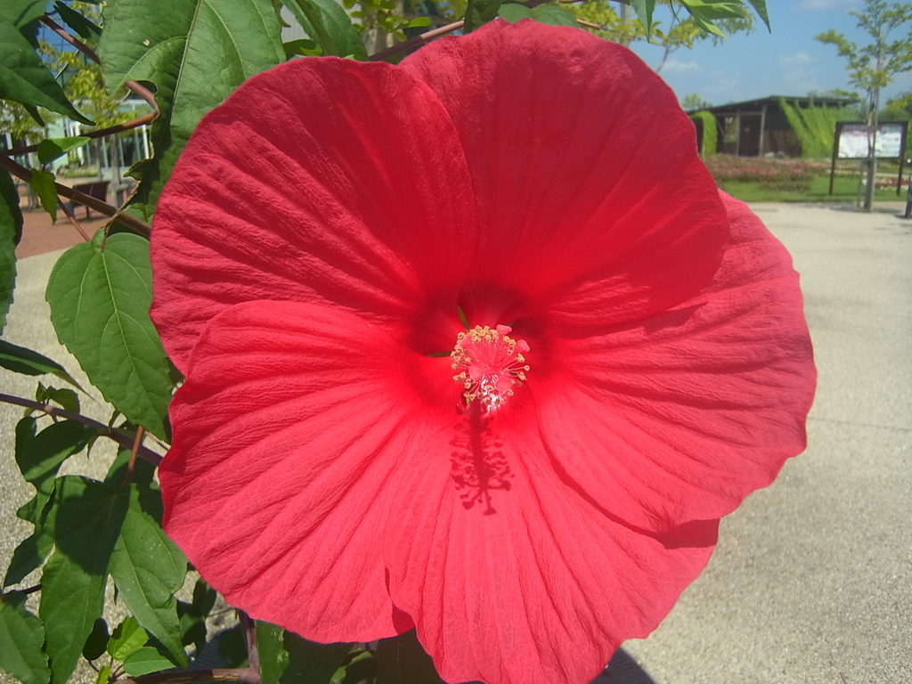 花
