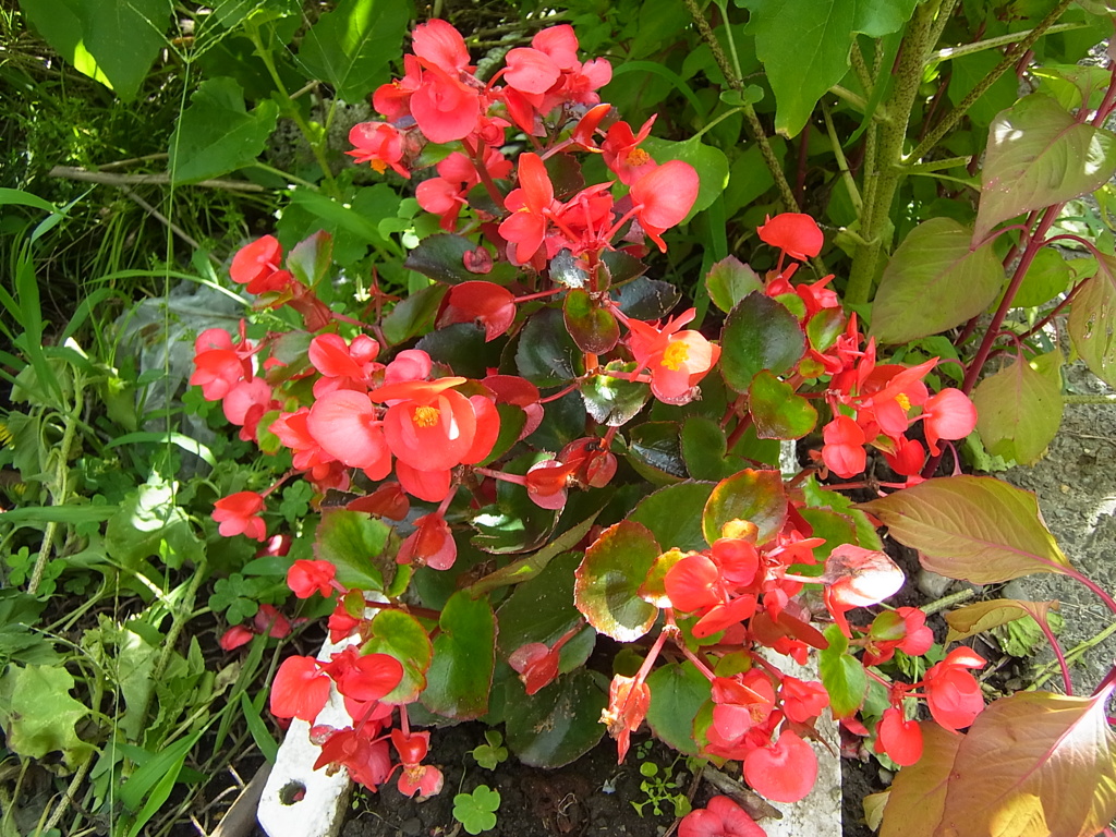 花