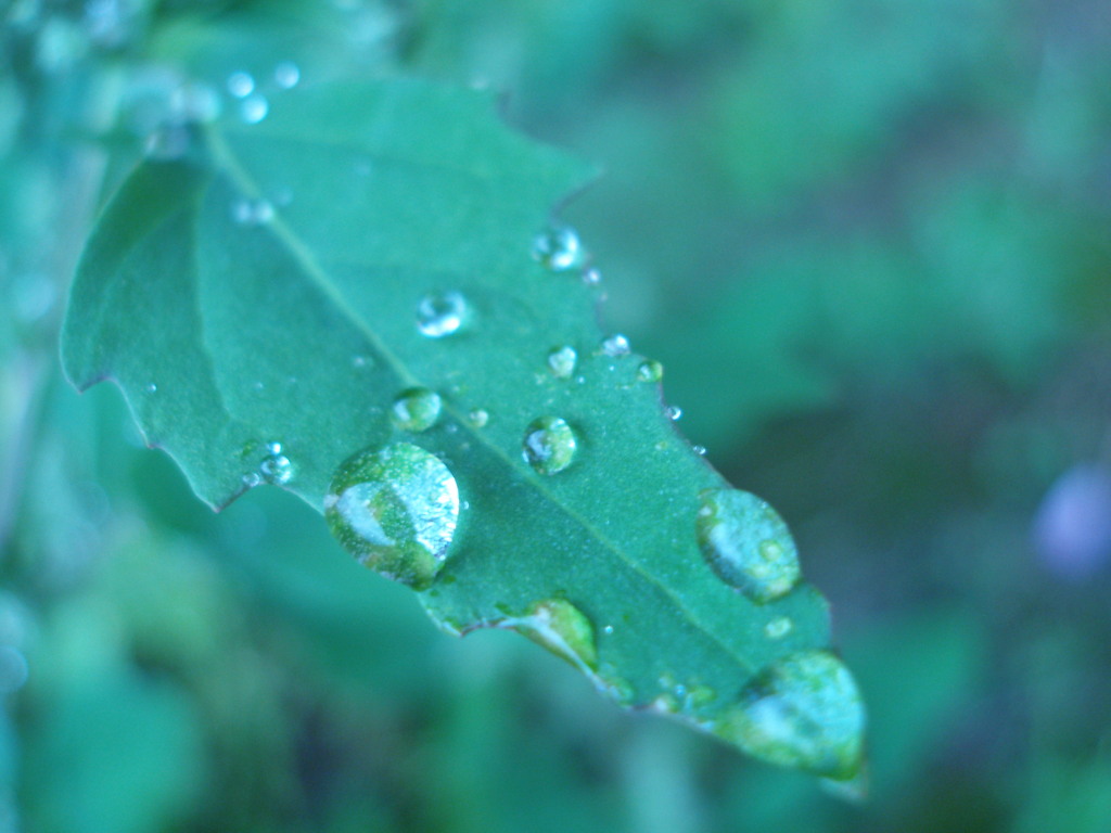 雨あがり