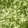 P1070992_1