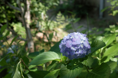 SDIM0851