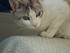 2007_03020024