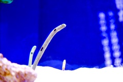 チンアナゴ☆