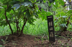 鎌田藤