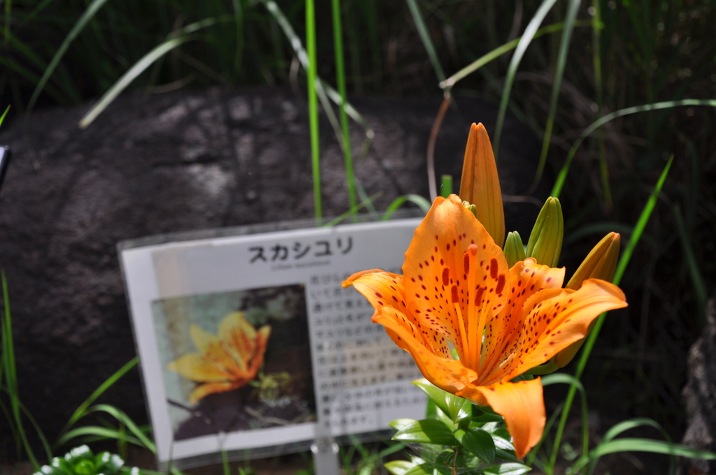 スカシユリ