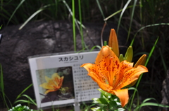 スカシユリ