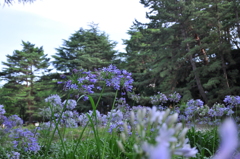 花。。。