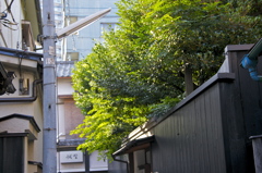 夏の神楽坂