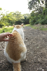 岬の猫