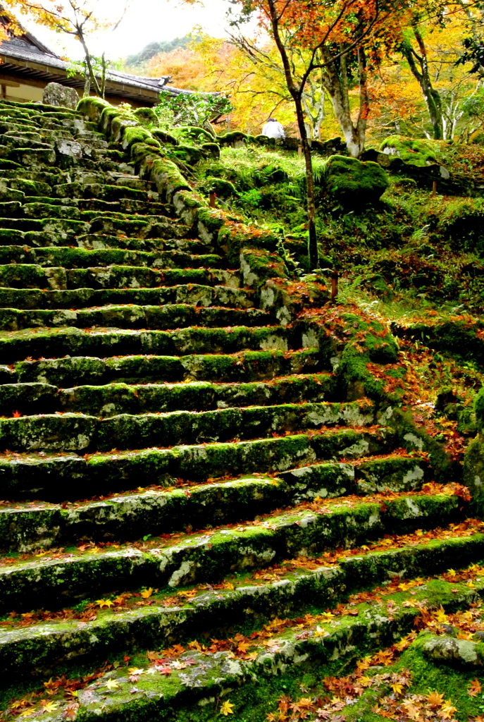 丹波紅葉高源寺