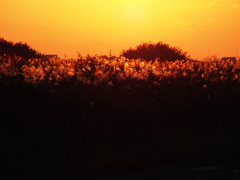 夕陽に輝く