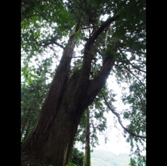 異形の大杉