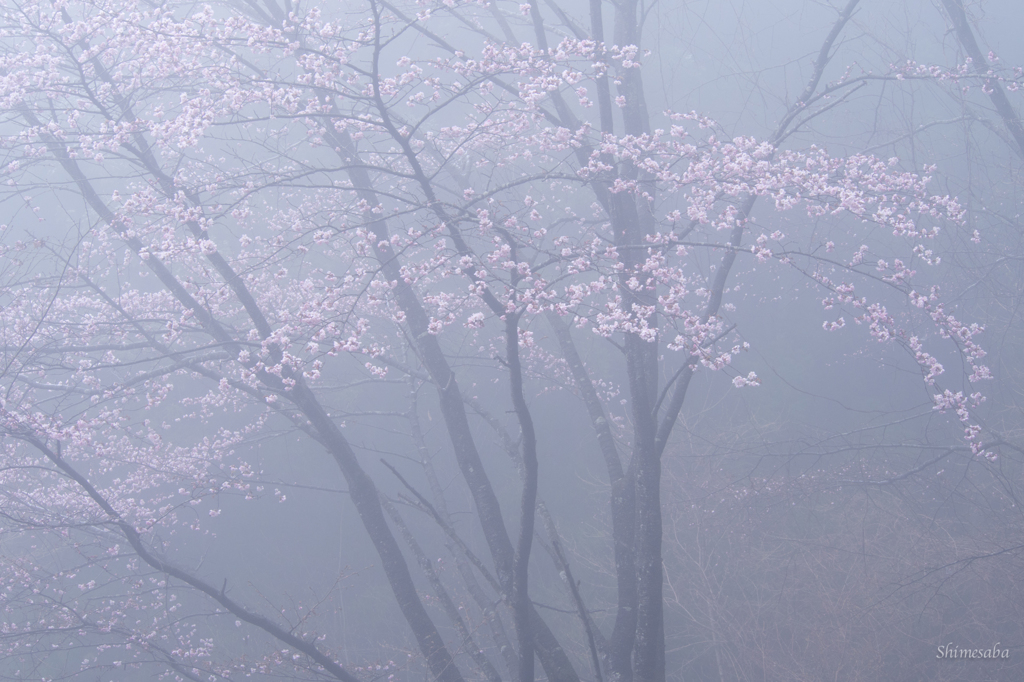 霧のヴェール