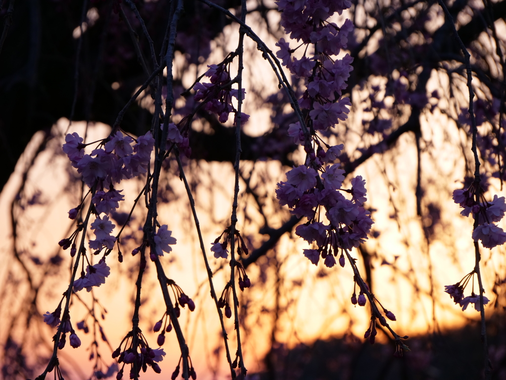 桜