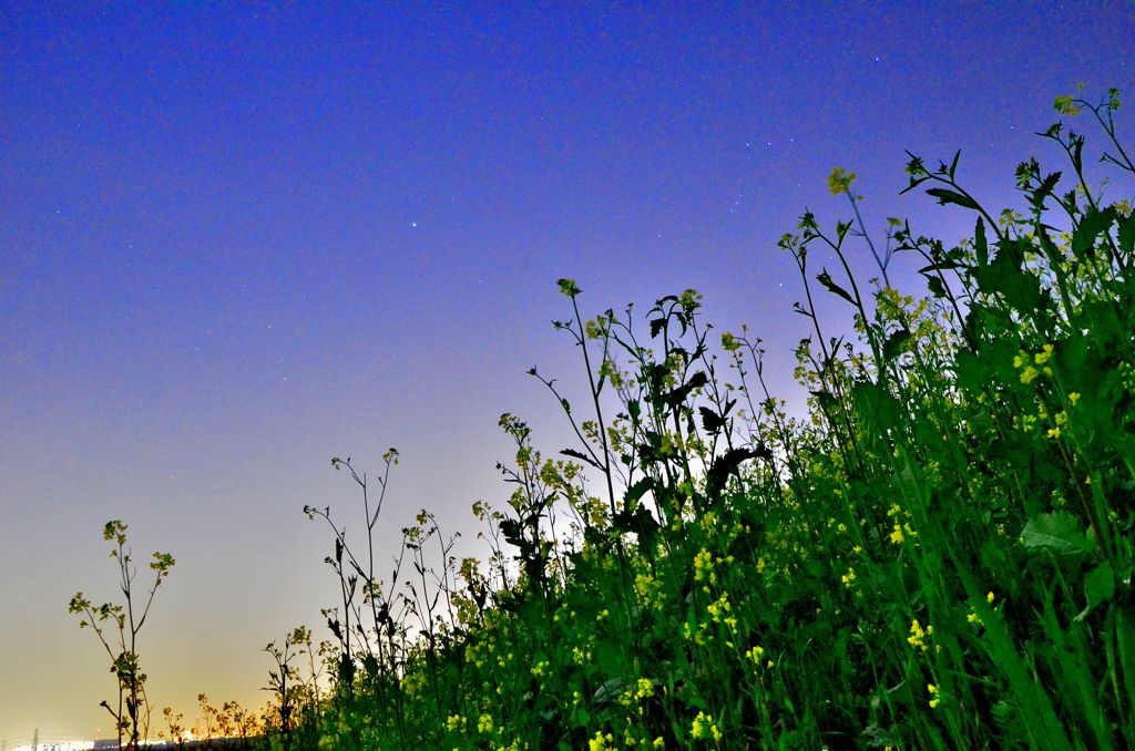 夜の菜の花