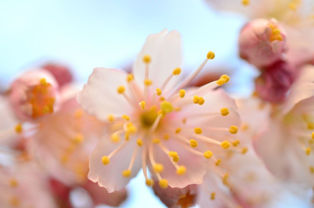 さくらんぼの花