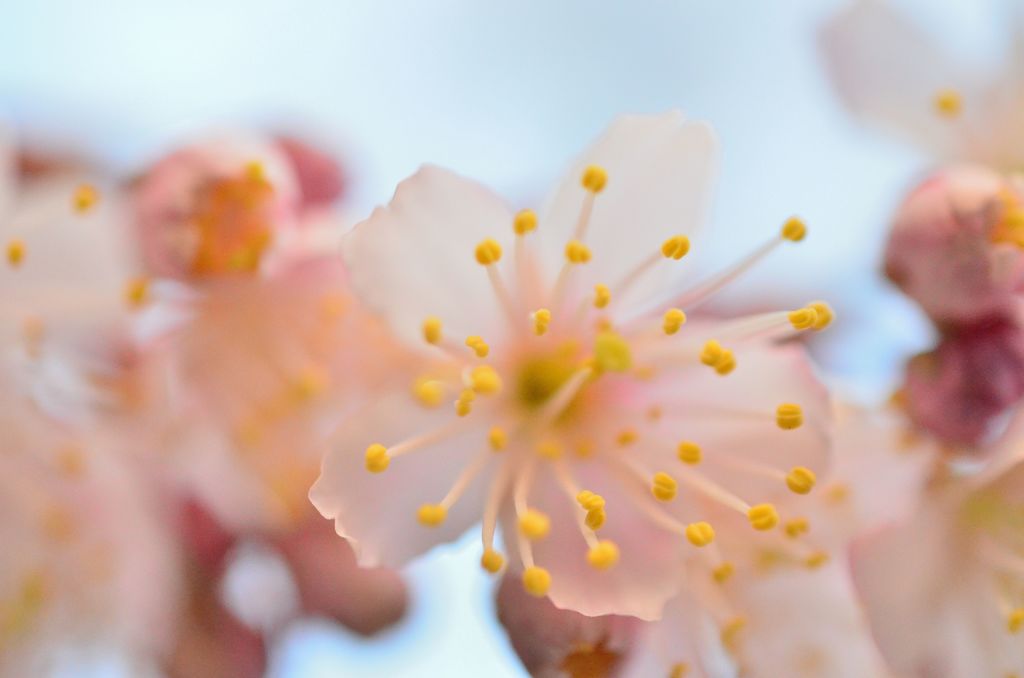 さくらんぼの花