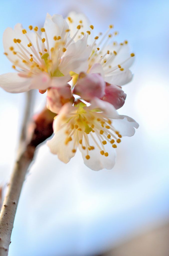 さくらんぼの花