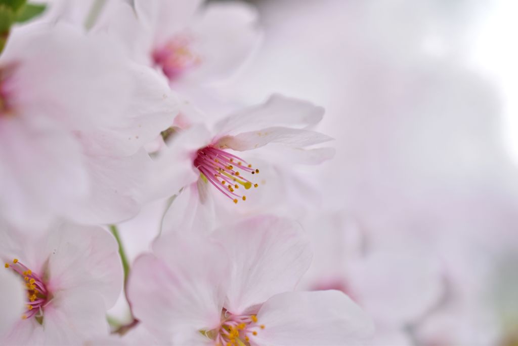 sakura
