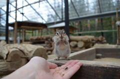 シマリス