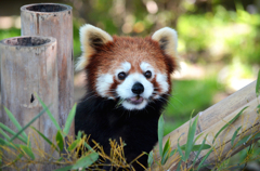 レッサーパンダ