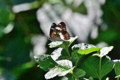 アサマイチモンジ　２　　　DSC_1174