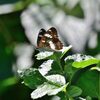 アサマイチモンジ　２　　　DSC_1174