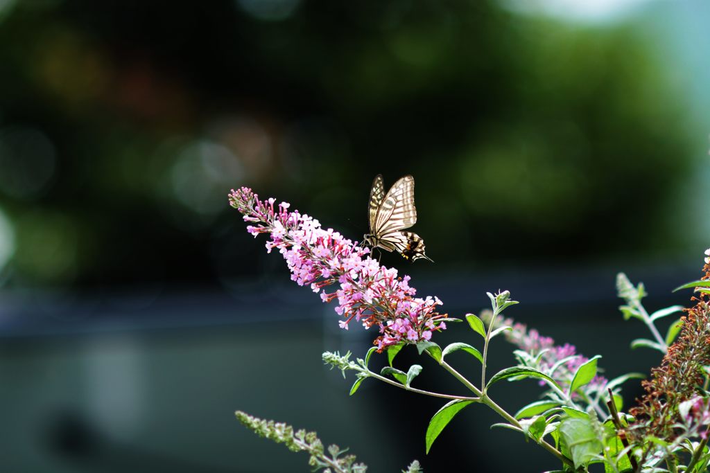輝き　DSC_3430