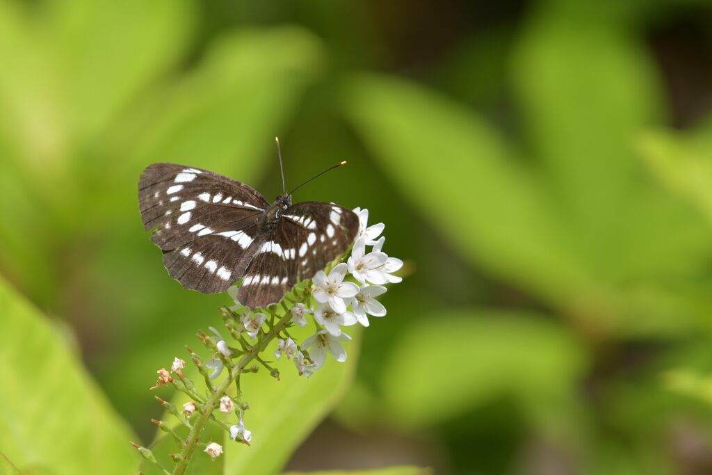 ホシミスジ　DSC_0600