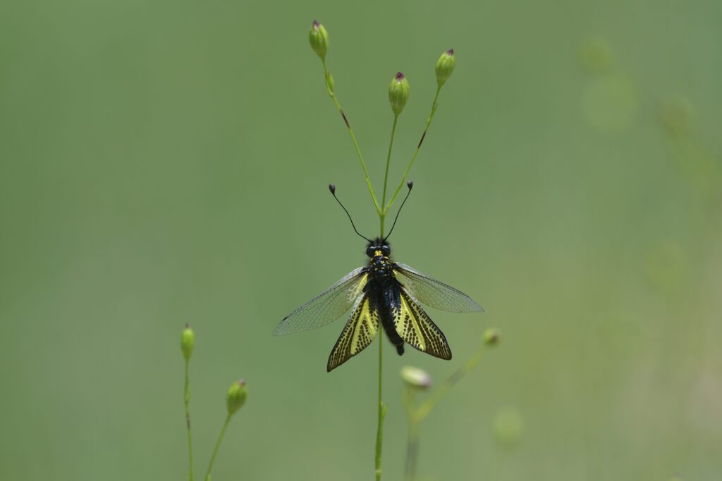 キバネツノトンボ　　DSC_3939