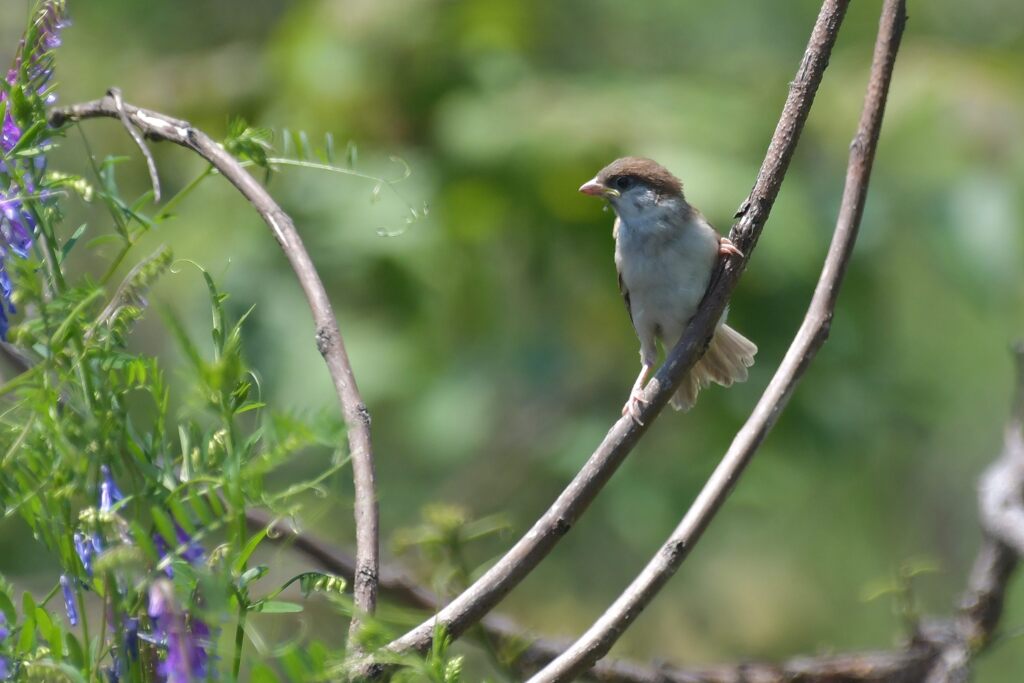 若鳥　　　DSC_9673