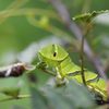 ナミアゲハの幼虫　２　DSC_4010