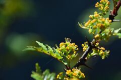 サンショウの花　　DSC_6638