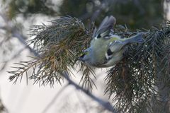 探す　DSC_7152