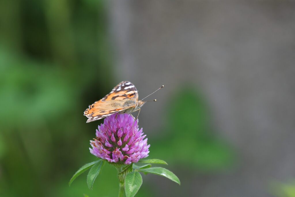 野の花にヒメアカタテハ　　DSC_5750
