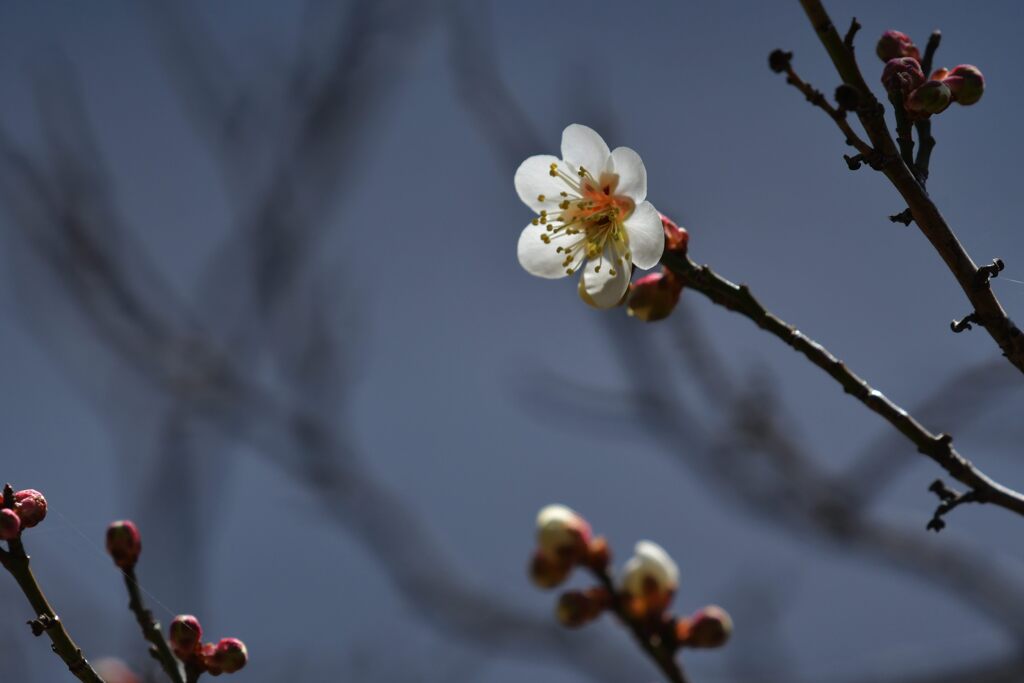 梅ほころぶ頃　DSC_6854