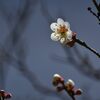 梅ほころぶ頃　DSC_6854