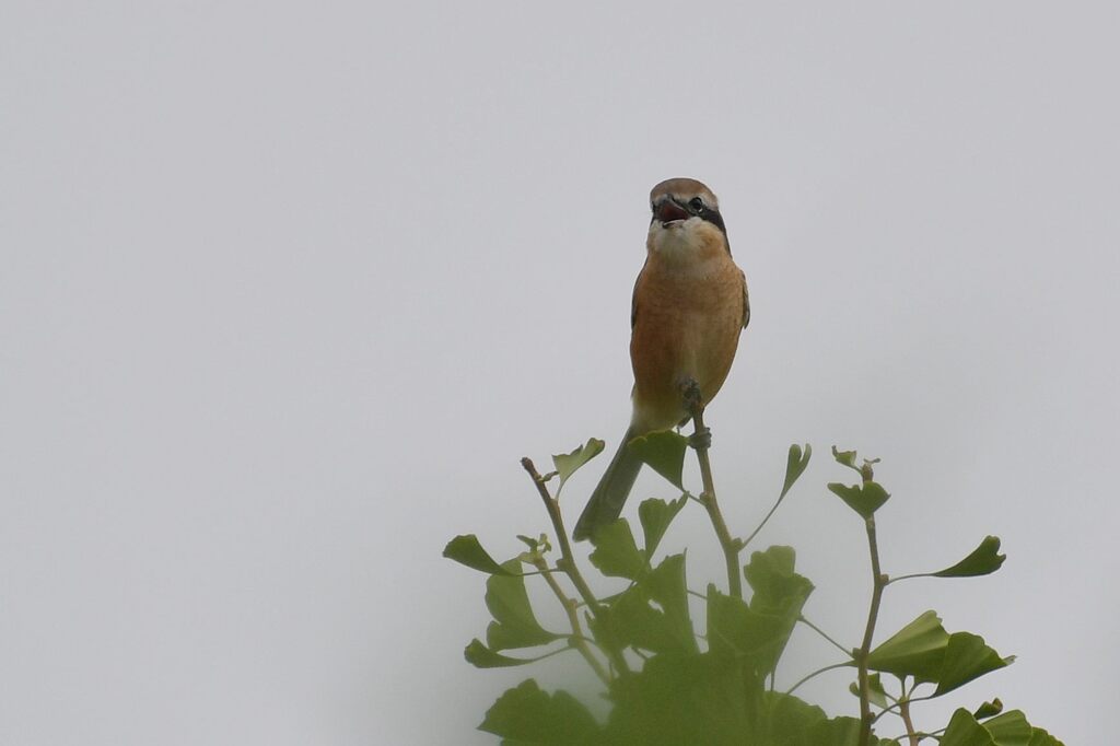 モズ鳴く頃　DSC_2888