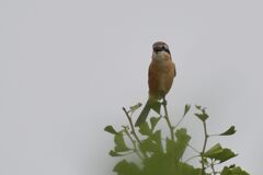 モズ鳴く頃　DSC_2888