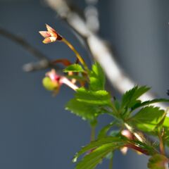 １１月の狂い咲き（夢の跡）　２　DSC_6126