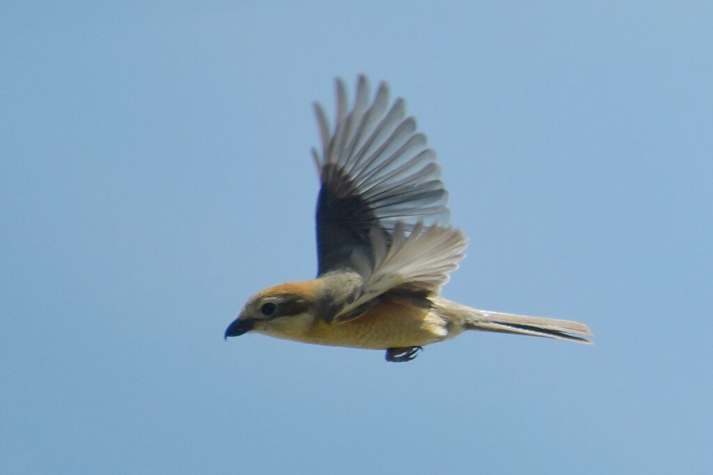 モズの飛翔　　　DSC_9295