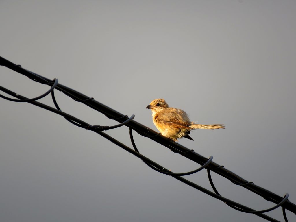 ボサボサ　　IMG_2191
