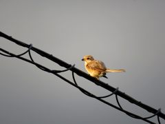 ボサボサ　　IMG_2191