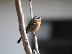 朝のホオジロ　DSCN4838