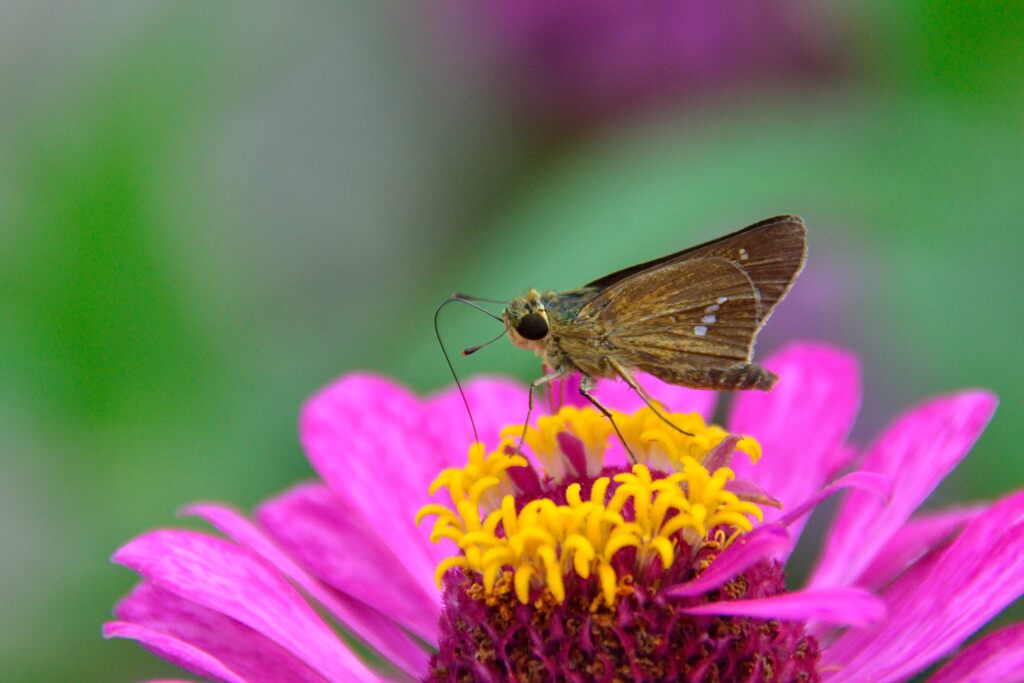 花とセセリチョウ　２　　DSC_5291