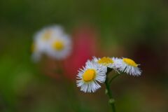 ハルジオン　　DSC_7049