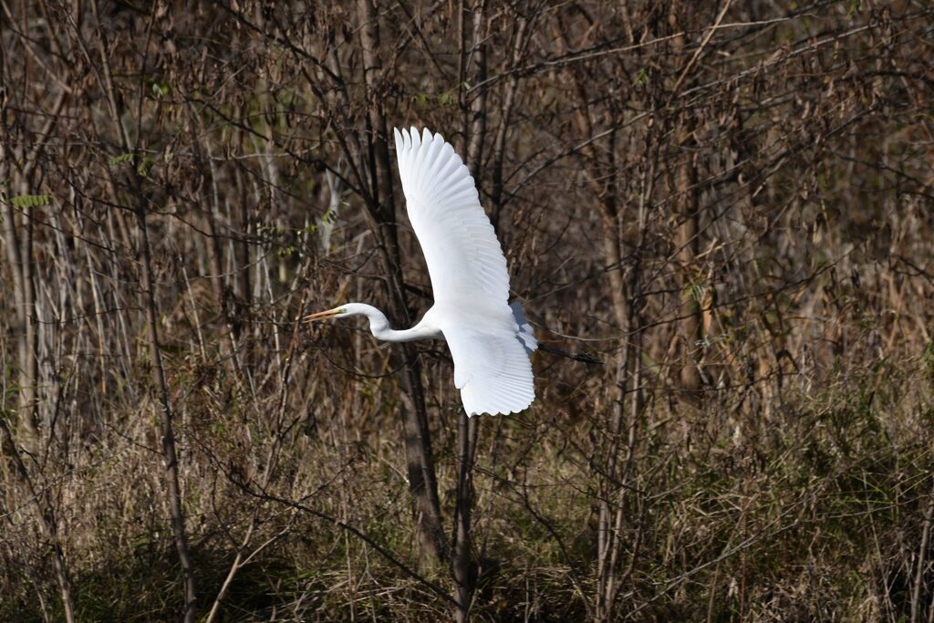 ダイサギ　　DSC_5274