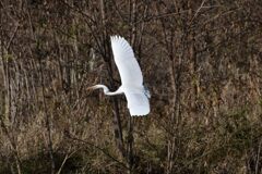 ダイサギ　　DSC_5274