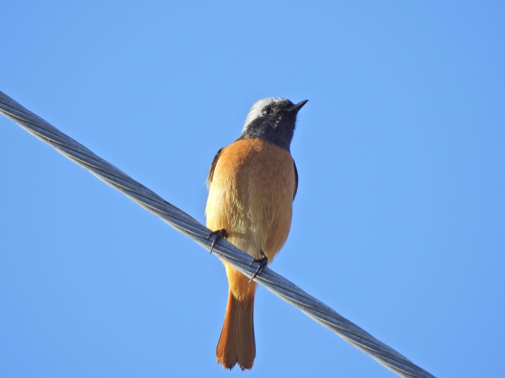 穏やかな元日　DSCN1622